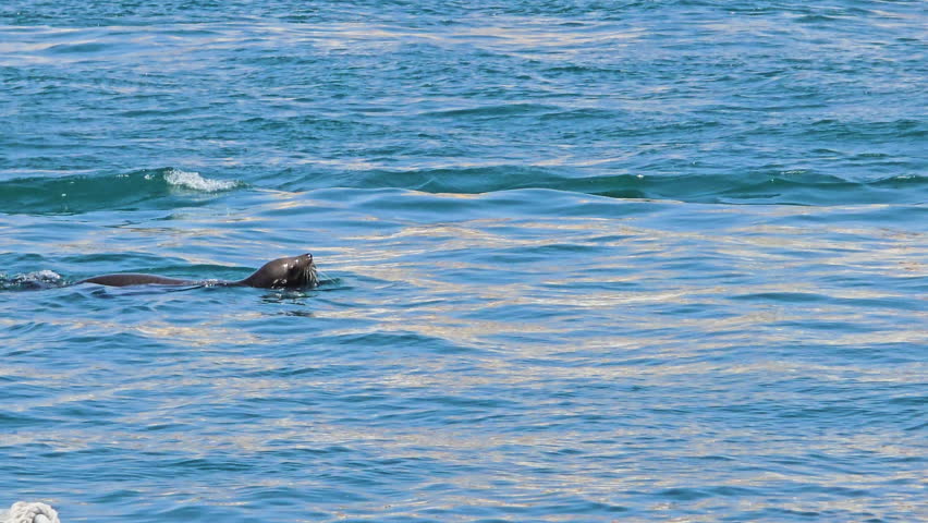 Sea lion swimming gracefully in the blue ocean waters near Cabo San Lucas, Baja California, Mexico, showcasing marine wildlife adaptability and natural habitat