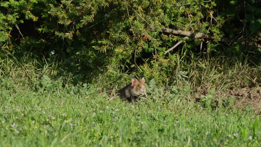 Wild hamster at grass edge by juniper bush looks away, then locks eyes with the camera for several seconds. Natural daylight, low-angle wildlife close-up in meadow.