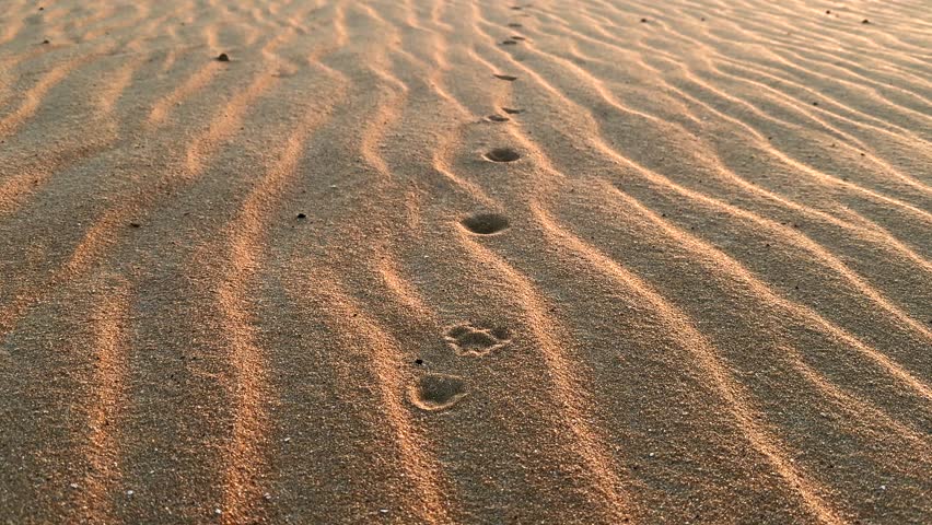 Close up motion above Fennec fox track line on rippled desert sand at sunset