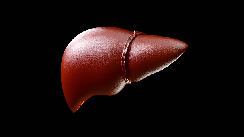 Fatty liver disease and liver cancer concepts illustrate the anatomy of damaged human liver with abnormal tissue or lumps of fat. for medical education. 3D render on black background and green screen.