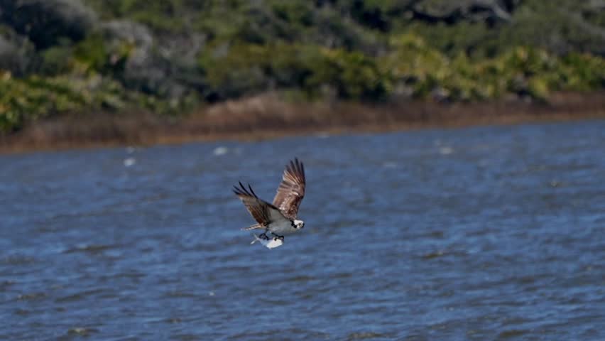 Slow motion of an osprey with a fish