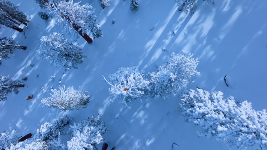 Top down aerial drone view of snow covered pine trees casting long shadows on fresh powder. Clean winter landscape texture with untouched snow and alpine mountain atmosphere. California, USA.
