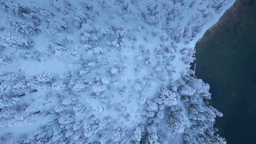 Top down drone view of snow covered pine forest during active snowfall. Fresh snow blankets trees creating soft winter texture and cold alpine atmosphere. Lake Tahoe, California, USA.