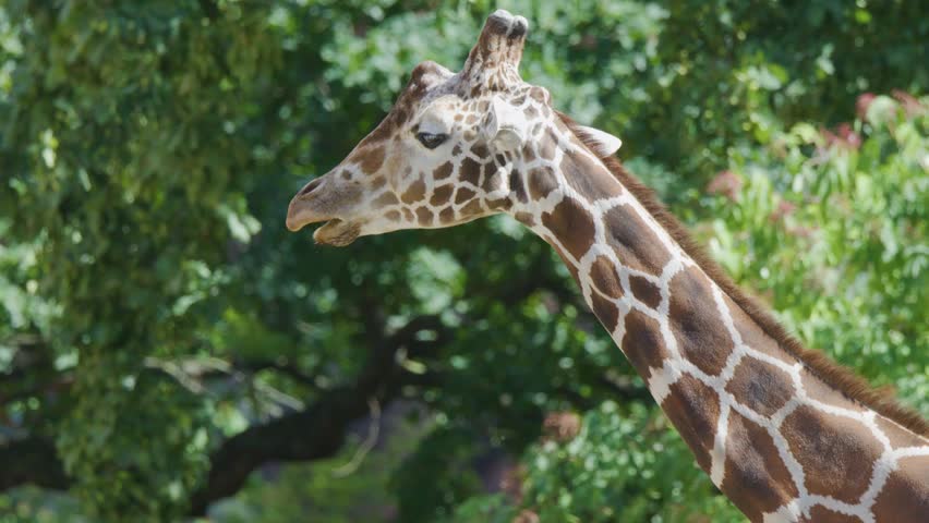 A detailed side view of a giraffe