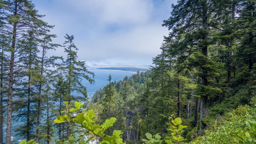 A scenic, high-angle shot through a dense evergreen forest canopy, revealing a breathtaking view of the vast Pacific Ocean and the rugged coastline of Cape Lookout State Park in Tillamook County, Oreg