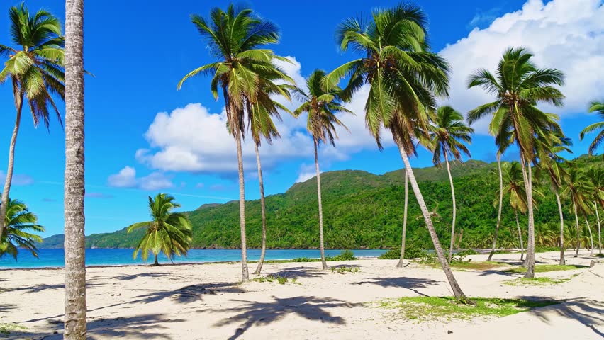 Palm trees in the sunlight on the seashore. Beautiful beach nature, Caribbean landscapes. Beautiful view of a palm landscape. Beautiful view of the beachfront with tall palm trees and the ocean.