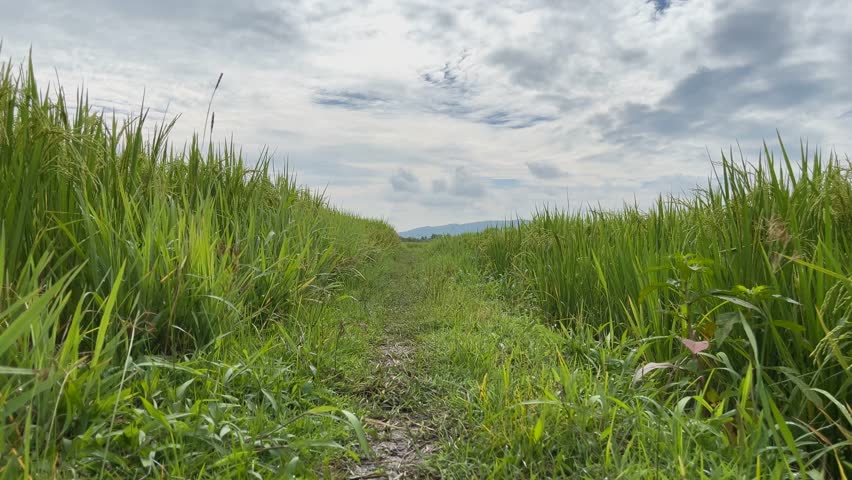 Narrow grass pathway cutting through tall green field under partly cloudy sky during daytime. Natural rural trail leading toward horizon. Who: farmers or walkers. What: grassy path. When: daytime. Where: agricultural countryside. Why: access to farmland and nature exploration. Fresh, hopeful, growth and freedom concept.