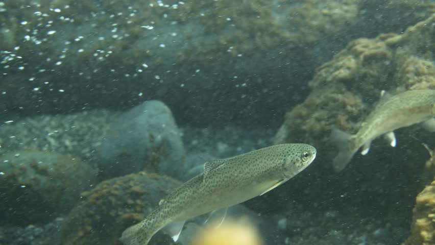 Rainbow trout in a shallow stream in the Pacific Northwest in Canada.