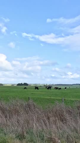 A peaceful rural scene featuring livestock grazing in green fields with trees and clouds.