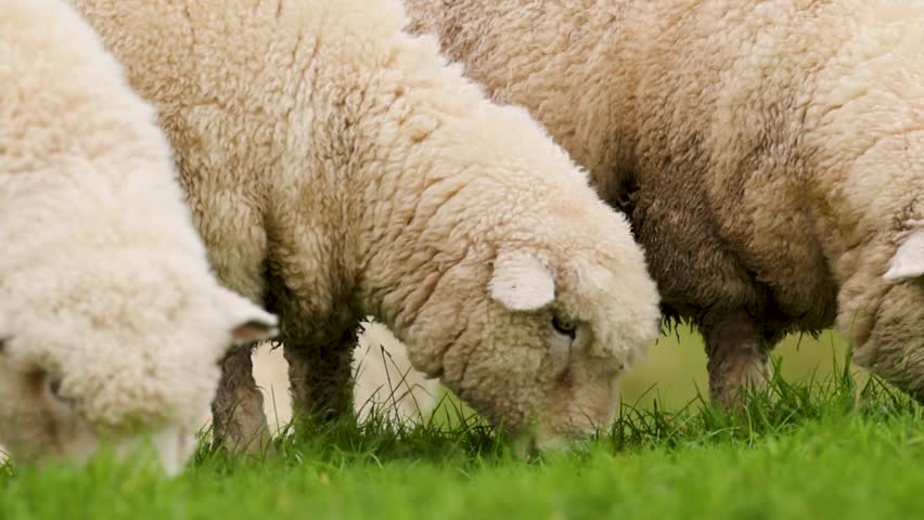 A group of woolly sheep graze peacefully on a lush green meadow in close-up.