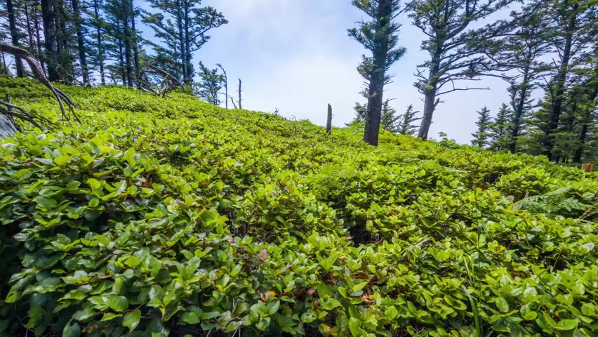 A close-up view of dense green foliage and shrubs covering a sloping hillside, with tall pine trees and a bright sky in the background.