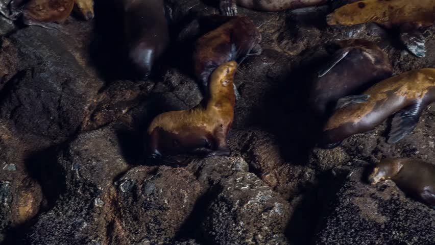 Footage inside the historic Sea Lion Caves, a privately owned wildlife preserve and America
