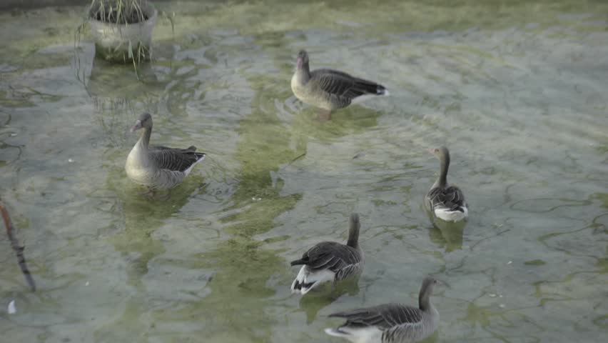 Closeup shot of beautiful white ducks swimming in water.