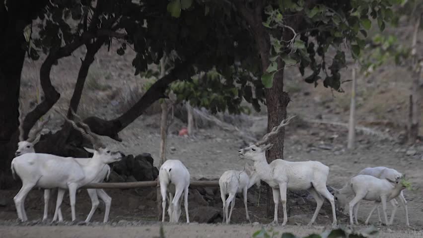 White deer