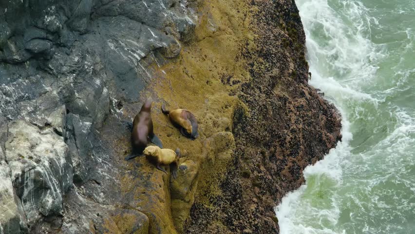 Footage captures wild Steller sea lions (Eumetopias jubatus) resting and interacting on volcanic rock outcrops near Florence, Oregon. The scene is at the famous Sea Lion Caves, the largest sea cave in