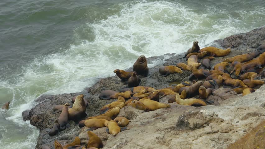 Footage of a large colony of Steller sea lions (Eumetopias jubatus) gathered on the rocky coastline at the Sea Lion Caves in Florence, Oregon.