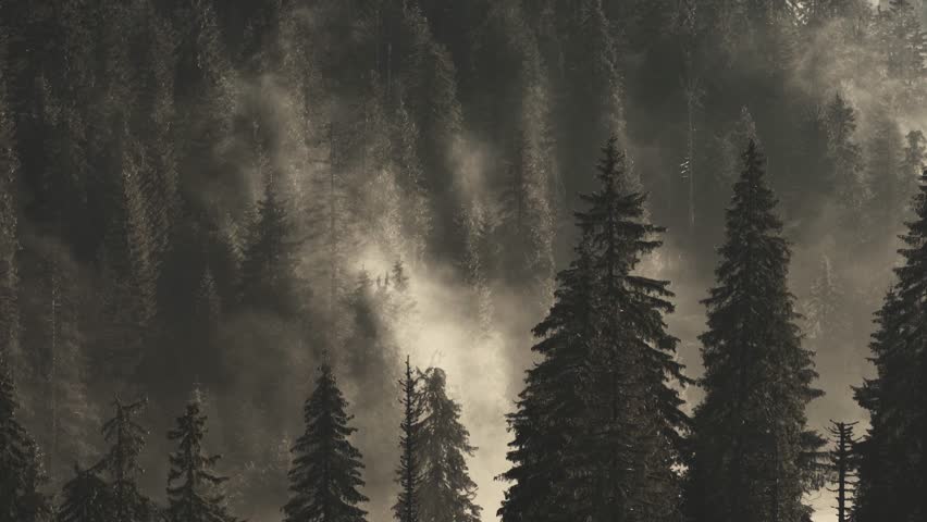 Foggy morning in the forest with rays of light and mist rising from the trees. Static shot of pine trees in woodland