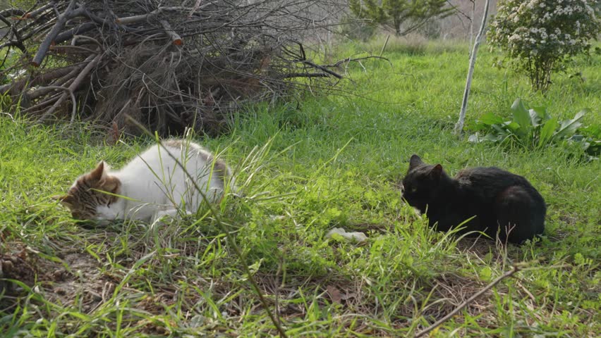 Two Street Cats Resting on Green Grass