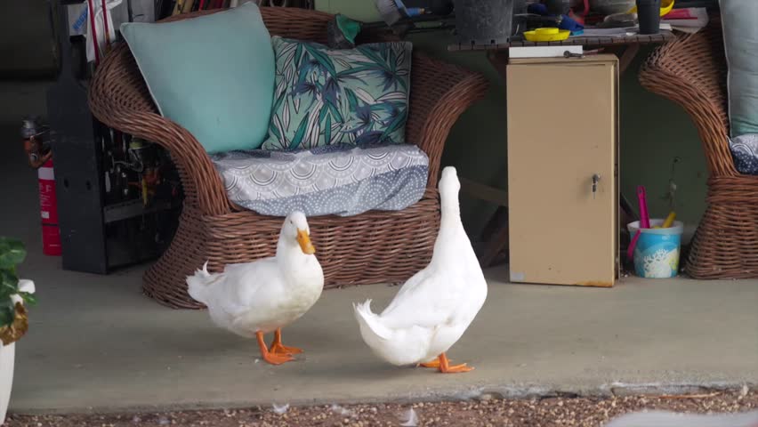 Two white ducks standing on riverside patio near Hawkesbury River, Spencer, NSW, Australia.