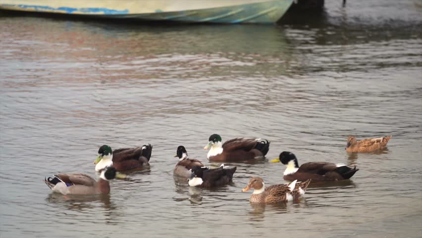 Handheld shot of a group of ducks swimming in the Hawkesbury River near Spencer, NSW.