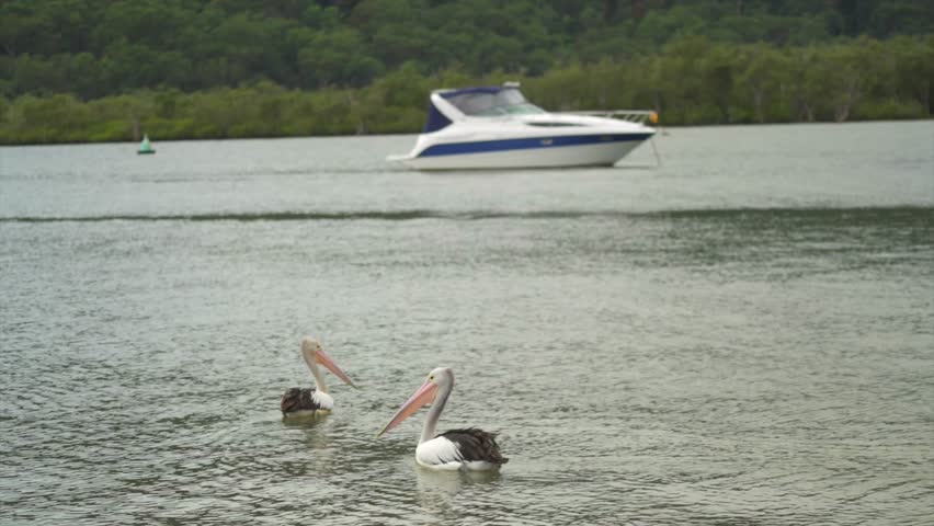 Australian pelicans swimming on the Hawkesbury River near Spencer, NSW, Australia.