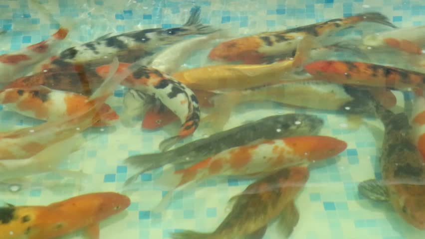 Japanese croaker fish swimming in aquarium water.