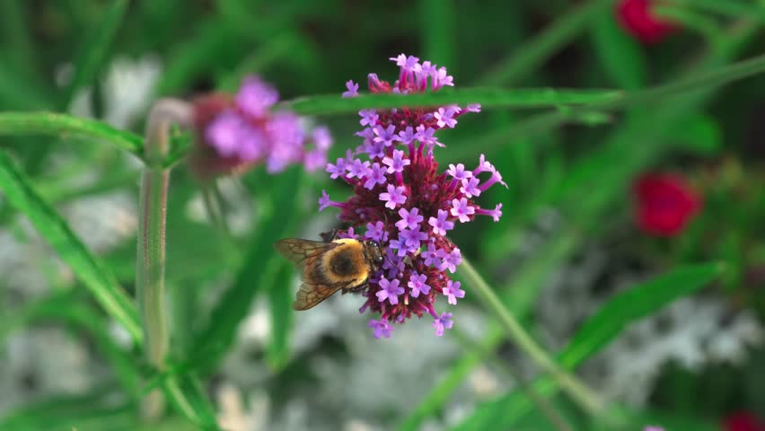 Close up of a fuzzy bumblebee perched on tiny purple flowers, actively gathering nectar in a bright outdoor garden with a soft blurred background