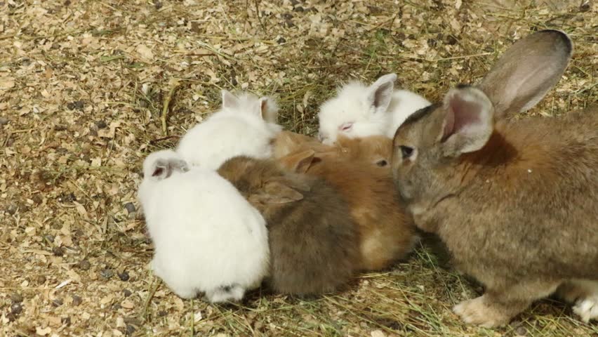 Little rabbits on the farm.