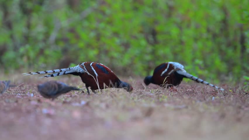 A flock of male Mrs Hume