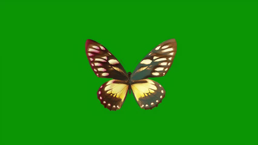 Butterfly Flapping Wings on Green Screen Background. Seamless looping 4k video background