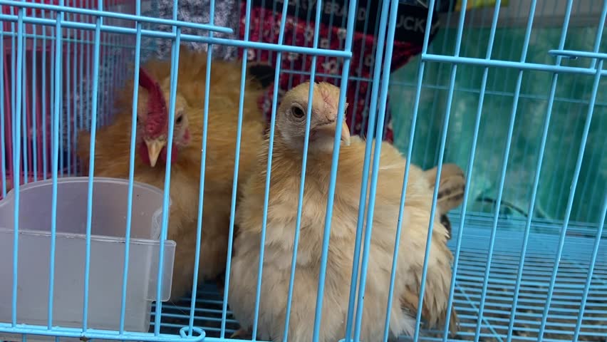 Two Yellow Chicks in a Blue Cage Close-Up