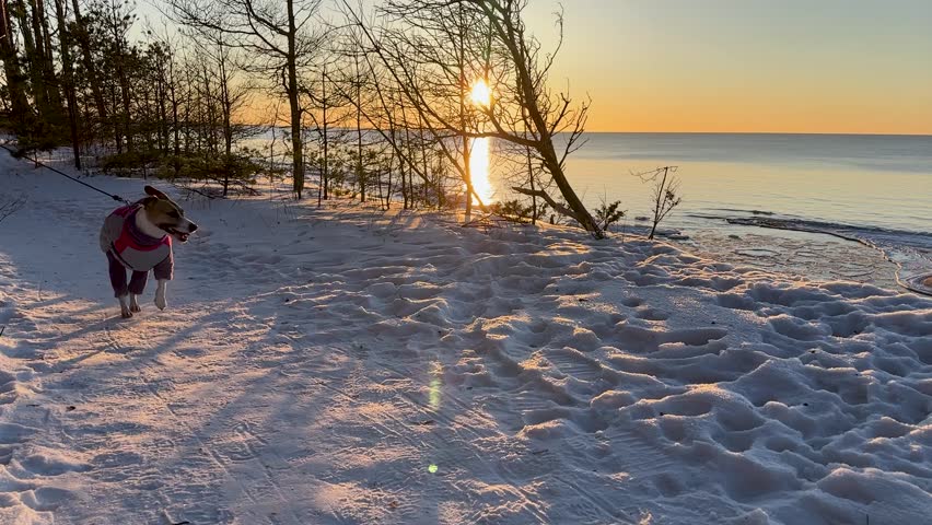 Three legged rescue dog wearing a warm jacket standing on a snowy beach during a golden sunset by the calm sea, winter landscape with trees and soft sunlight.