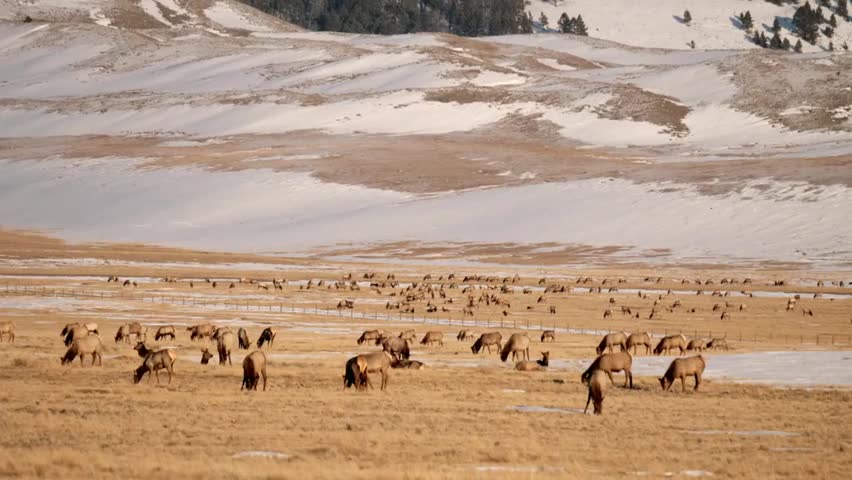 A large herd of elk grazes in a snowy field at Yellowstone National Park, showcasing wildlife in winter habitat.