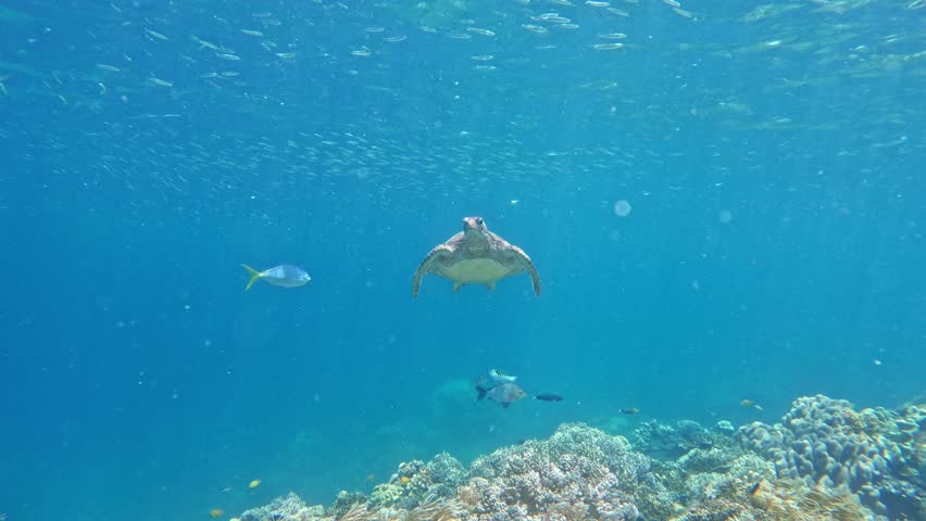 Curious green sea turtle swimming in blue ocean water over a coral reef approaching the camera