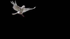 Slow-motion white dove spreading its wings against a dark backdrop, symbolizing peace, freedom, and purity in a dramatic, high-contrast scene. - Powered by Shutterstock - Get 15% off with code: PIKWIZARD15