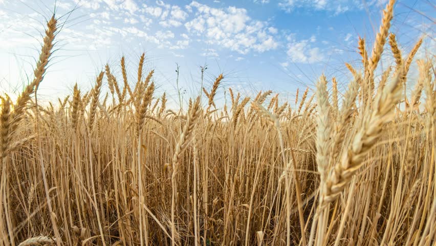 Wheat field agriculture golden ripe stalks swaying under a blue sky at sunset in a beautiful rural farm environment