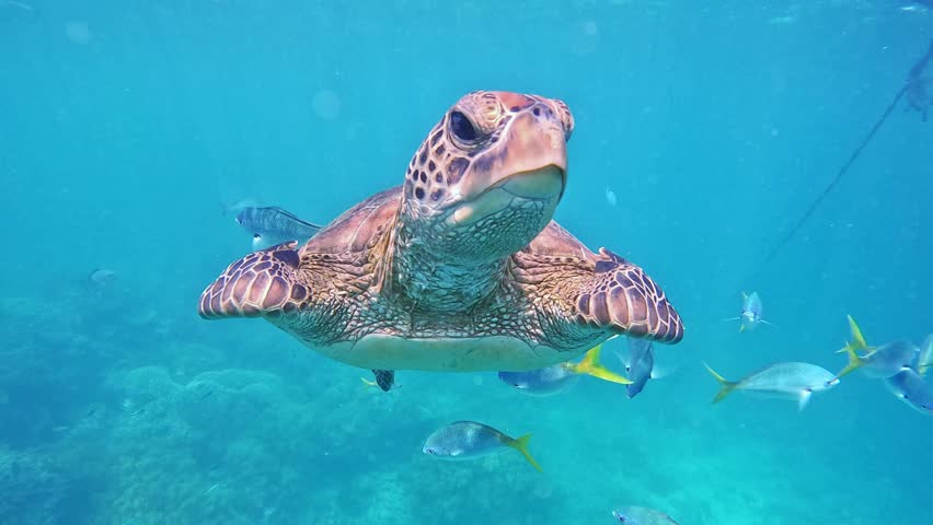Graceful green sea turtle peacefully swimming in clear turquoise water surrounded by colorful fish