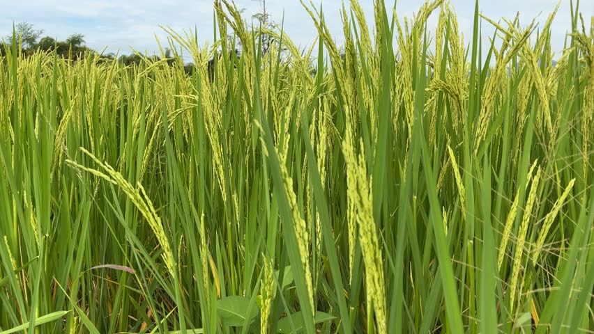 Close view of ripening rice grains in tropical paddy field with distant hills. Pre harvest agricultural scene in rural countryside expressing abundance, warmth, and prosperity.
