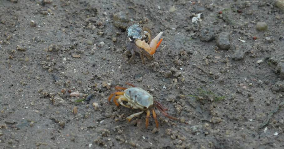 This 4K footage captures two fiddler crabs (Uca annulipes) navigating a muddy tidal flat, likely in Batam, Indonesia. One crab displays its large, colorful claw while the other moves. The scene is naturally lit, providing clear details of the crabs and their environment. A static shot offers an intimate view of their behavior in their natural habitat.
