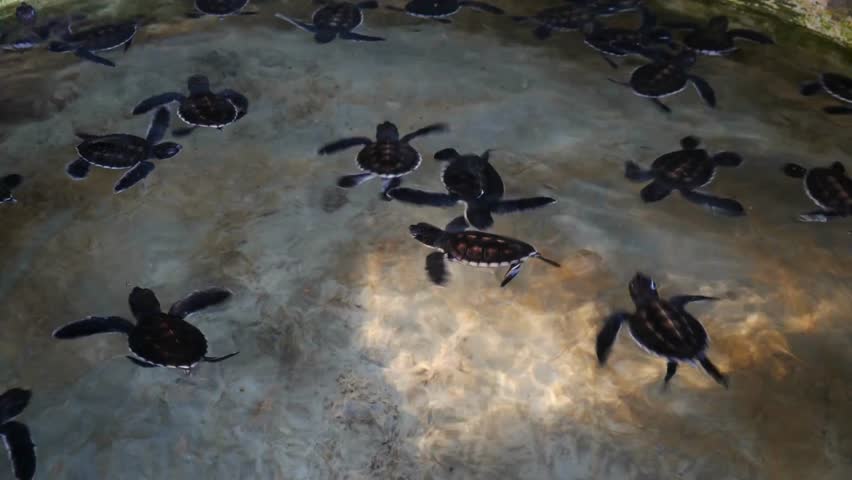 Numerous baby turtles swim in clear water. Small creatures glide through the shallow tank, part of conservation project. Sunlight dances on bottom.