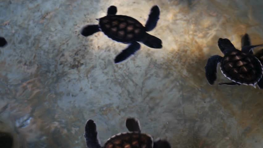 Group of baby sea turtles swim in shallow, clear ocean water. Sunlight reflects on sandy bottom near tropical beach. Important Wildlife Conservation efforts.