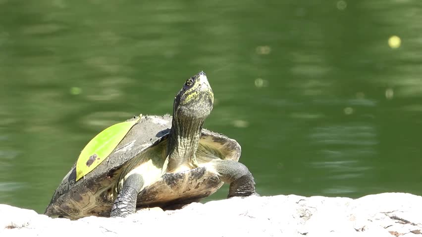 Turtle enjoys sunbathing on bright white rocks. Still, green water provides background, leaf resting on turtle