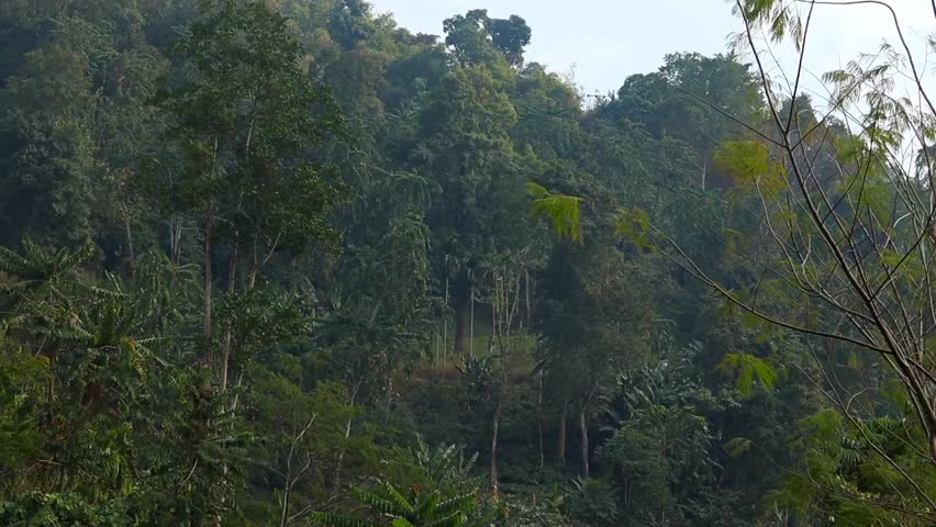 Lush tropical forest covering a hillside with dense green trees and layered vegetation. Natural mountain landscape showing rich biodiversity and untouched wilderness environment.