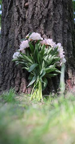 bouquet of fresh milky pink peonies on the background of a green park in the spring season, sunny clear warm weather in a park with green lush grass and foliage of trees and peonies
