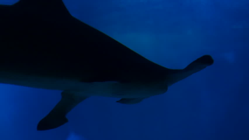 Shark swimming underwater in deep blue ocean with smooth natural movement. Marine predator concept ideal for wildlife and documentary projects.