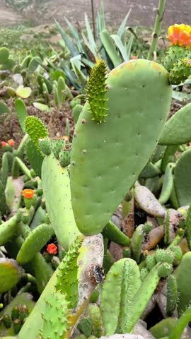Prickly pear cactus on rocky hillside in Upper Teno, Tenerife, Canary Islands. Arid volcanic terrain and distant brown mountains under cloudy sky. Endemic wild plants and rugged summer landscape.
