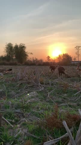 A serene video of a sunset over a rural field at dusk