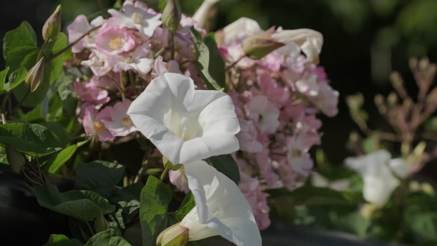 London, UK, 22-04-2022: Close up of flowers in a garden.
