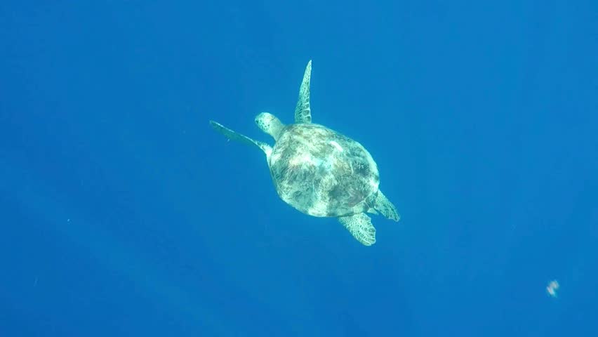 Green Sea Turtle swims effortlessly in crystal clear ocean. Sunlight dances on its shell as it moves through blue water near the Hawaiian island of Maui.