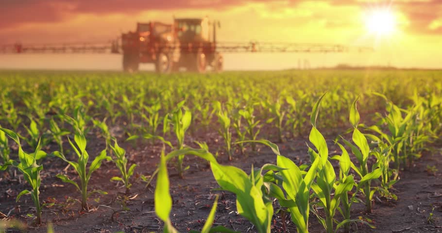 Spraying corn against weeds. Crop sprayer working on a corn field at sunset, slow motion. Spring day landscape, rural scene. Spraying to protect corn from weeds to the increase crop yield. Low angle view - close up